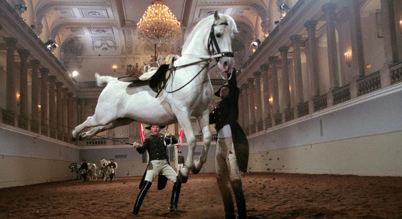 Botrányos a helyzet a bécsi Spanyol Lovasiskolában, a kormánynak a zsebébe kell nyúlnia