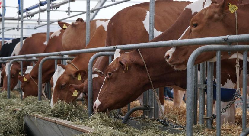 Kiválthatják az okoseszközök az állatorvosokat?