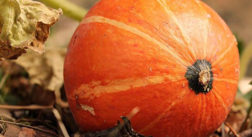 Melyik tök héja ehető? Itt a válasz!