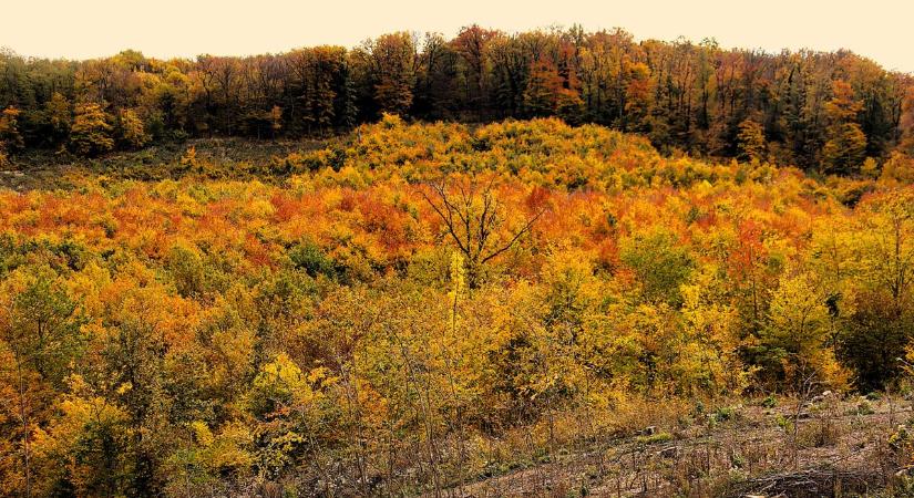Ámulatban az autósok - színes forgatag az út mentén (galéria)