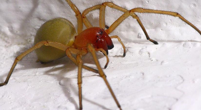 Mérgező állatok Magyarországon: nem kell messzire menned a veszélyért