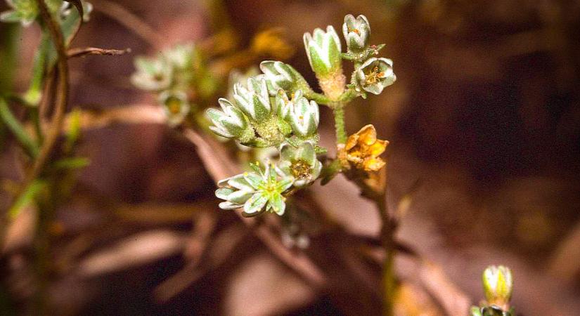 Védett növényeink: