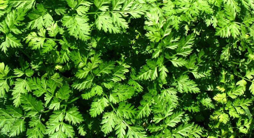 Zamatos turbolya: az ínyencek petrezselyme, amit újra fel kell fedezünk