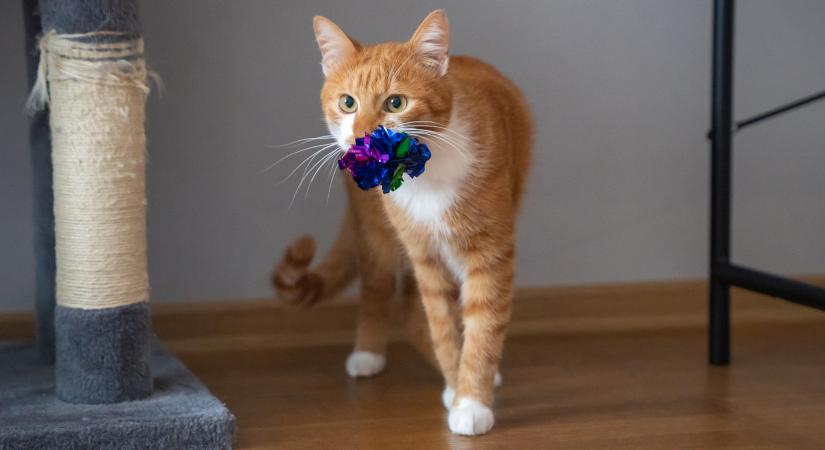 Apportírozó macska? Nem csak a tündérmesékben létezik