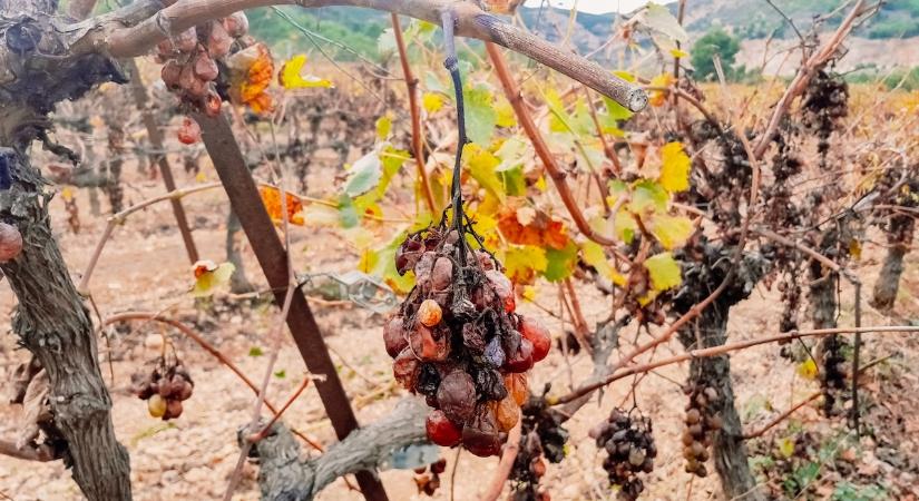 Tovább csökkennek a szőlő- és bortermelők adminisztrációs terhei