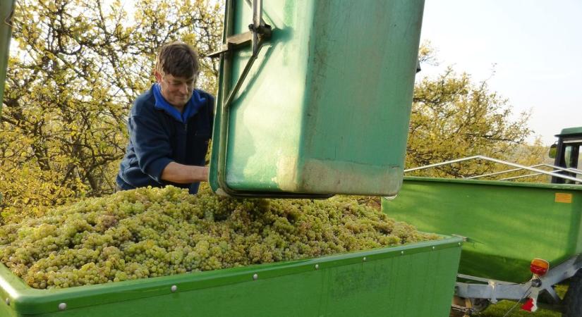 Egyszerűbbé válik a bortermelés: új előírásokat vezet be a kormány