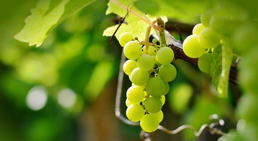 Örülhetnek a borászok – új kedvezményeket kapnak