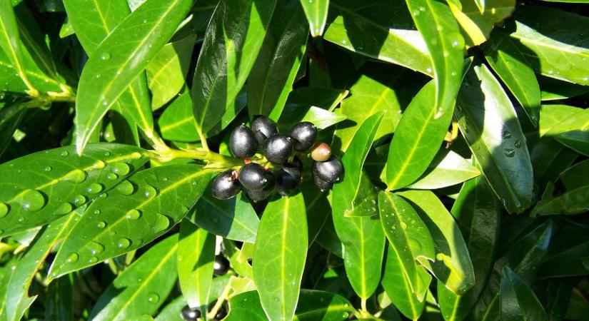 Babérmeggy a kertekben – dekoratív sövény vagy invazív veszélyforrás?