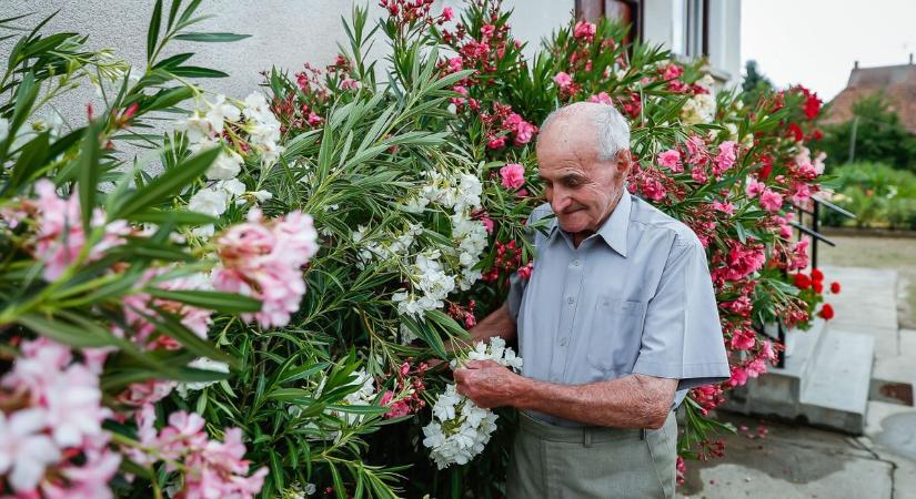 Így teleltesd a leandered! – kertészeti tippek a hideg hónapokra