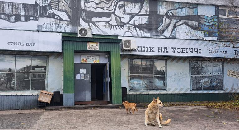 Kiderült, miért kék a bundája a Csernobilban kóborló kutyáknak