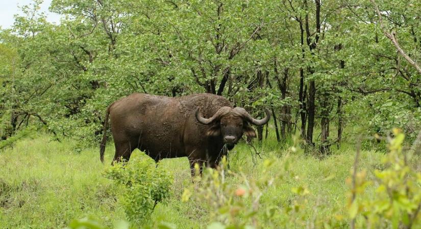 Miért tartanak egyre többen bivalyt?