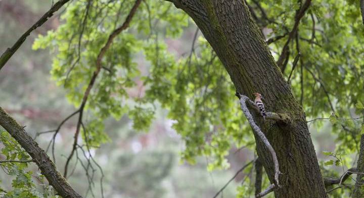 Ezek a madarak mérgezők: hazánkban is él belőlük