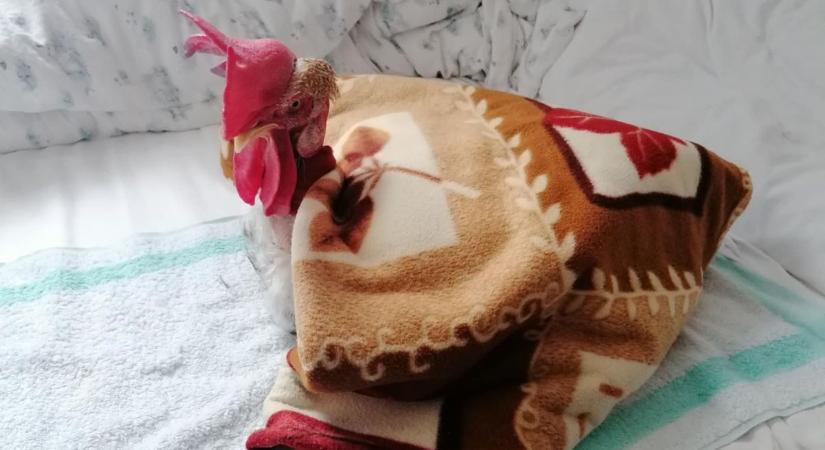 „Nem értette, mi van” – ezért akadt ki Gáspár, a zongorázó panelkakas – Fotók