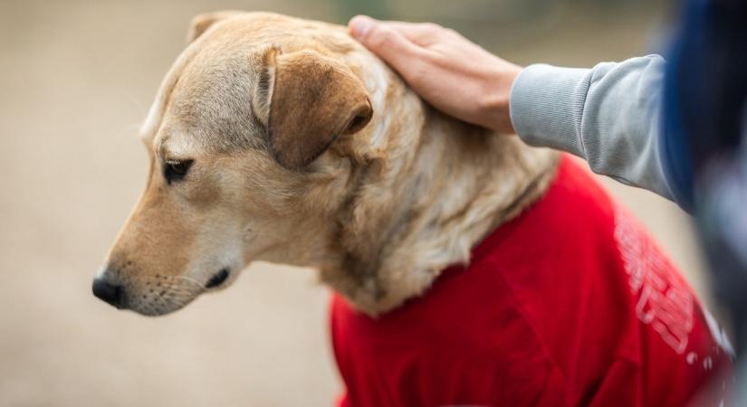 „Igazi kis harcos” – Rozi kutya a túlélés jelképe lett