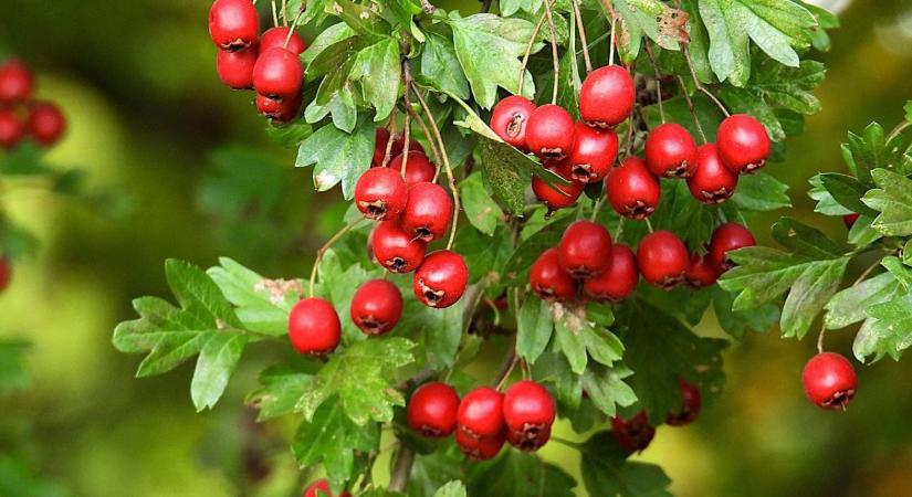 A galagonya csodája – természetes szíverősítő mellékhatások nélkül