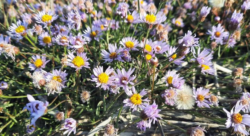 A Kis-Sárréten a réti, Kardoskúton a sziki őszirózsa festi színesre a tájat