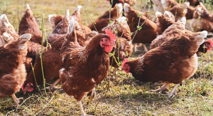 Tombol a madárinfluenza Németországban: már félmillió állatot leöltek