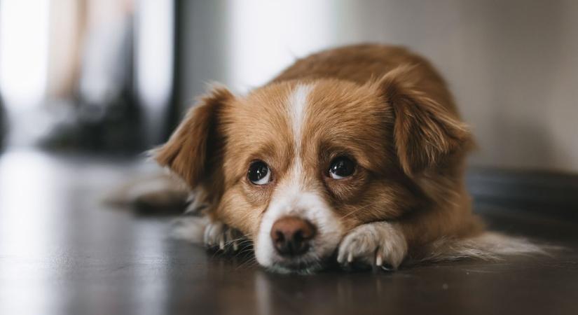 Még mindig várják haza az eltűnt barna tarka kutyust Óváron