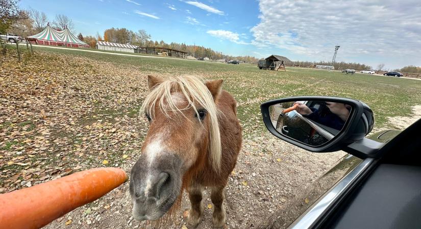 Márciusig bezár: Utolsó lehetőség idén a nagykőrösi szafarira