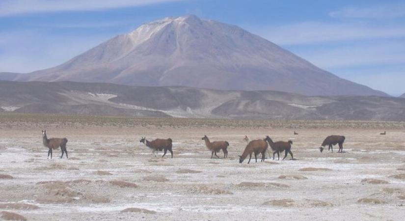 Újraélesztheti-e országát Bolívia új elnöke a „fehér arannyal” a kínai kaland után?