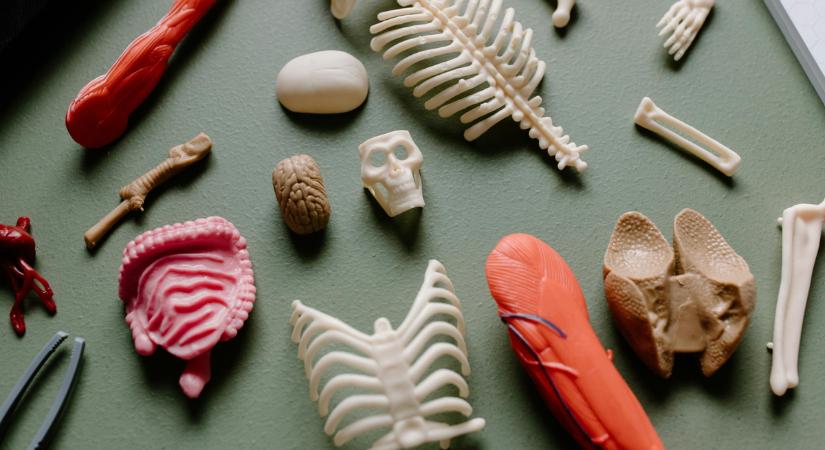 Mennyire ismered a tested titokzatos működését? - Kvíz