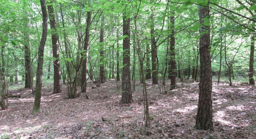 Különleges állatot lehet örökbefogadni Szombathelyen