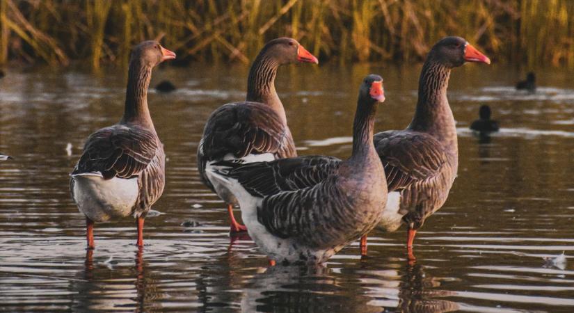 Az égen rendezett sorban szárnyalnak, hangjuk ismerős – sejti, kik lehetnek?