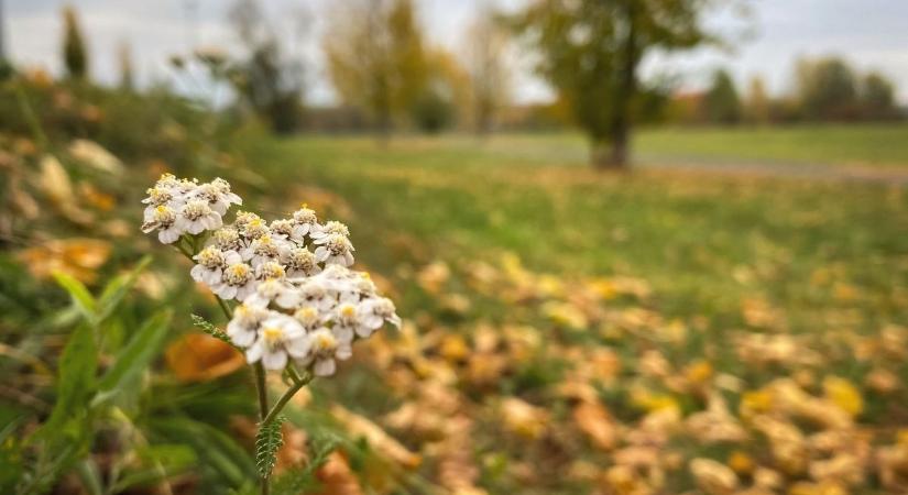 Borsodban sem mindennapi napra ébredünk november első hétfőjén – készülj fel a meglepetésekre!