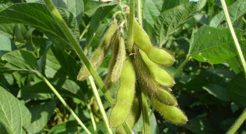 Szójában a jövő? – A hüvelyes, ami megosztja a világot