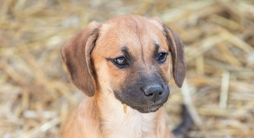 Dió okozta mérgezés kutyáknál – amit a gazdik gyakran nem tudnak