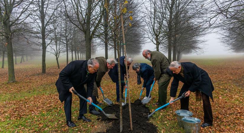 A tudomány gyökerei és lombjai, kétszáz hársfa üzenete Sopronpusztán - fotók