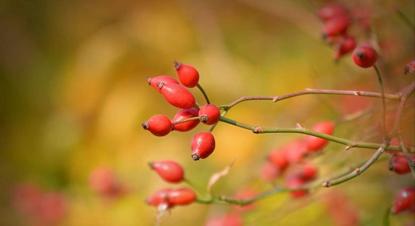 Esős, majd szeles hétfő