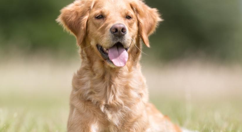 Elbúcsúzik a kutyától a kislány: szíveket olvaszt meg a pillanat - Videó