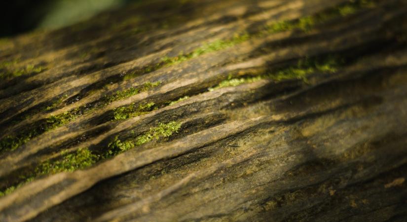 Egy önzetlen álomnak vége: elpusztították a budakalászi Manófalvát – képek