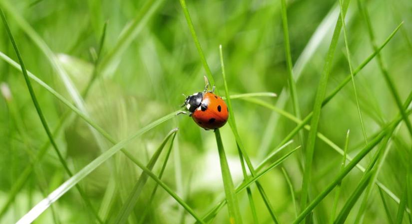 Kertünk hasznos lakói télen sem pihennek