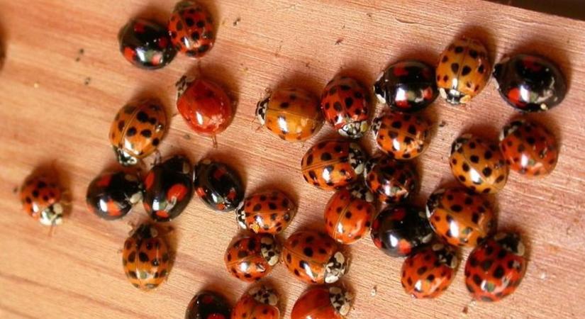 Kezdődik a invázió – hogyan védekezzünk a harlekinkaticák ellen?