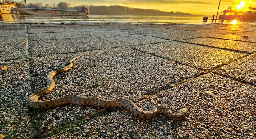 Juhászkutya, anakonda és egy milliomos – izgalmas volt a hetünk