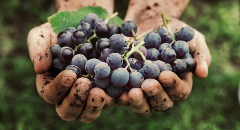 Jelentősen átalakul a szőlő- és bortermelés szabályozása