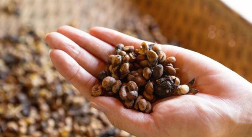 Miért fizetnek vagyonokat egy ürülékből készülő italkülönlegességért?