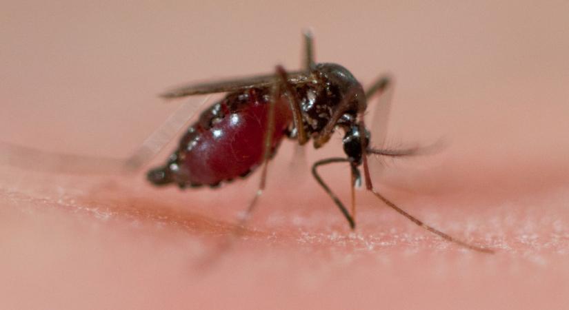 Megcsípte a szúnyog a férfit, felfoghatatlan következményei lettek, itt az évszázad bűnügyi története