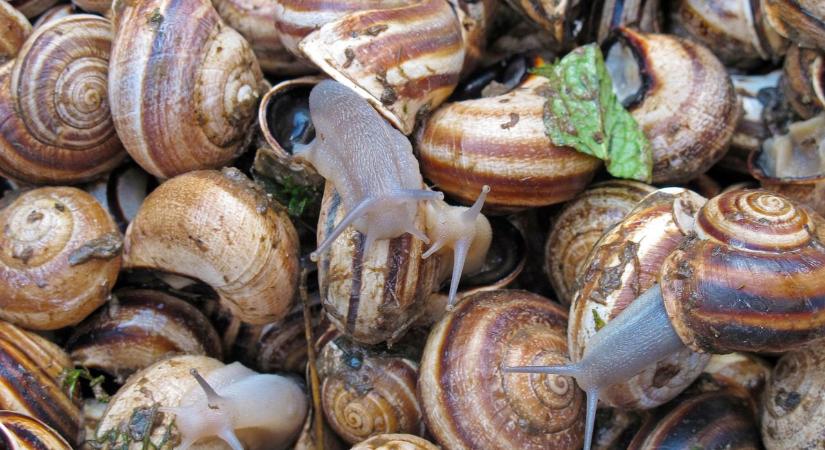 Mit tehetünk ősszel a kertben megjelenő csigákkal?