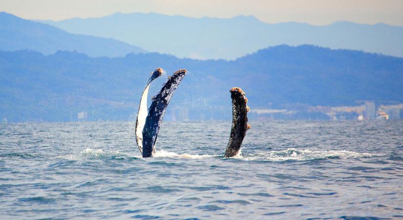 Gigantikus szörnyeteg emelkedett ki az óceán aljáról, a tudósok szívinfarktust kaptak a borzalom láttán