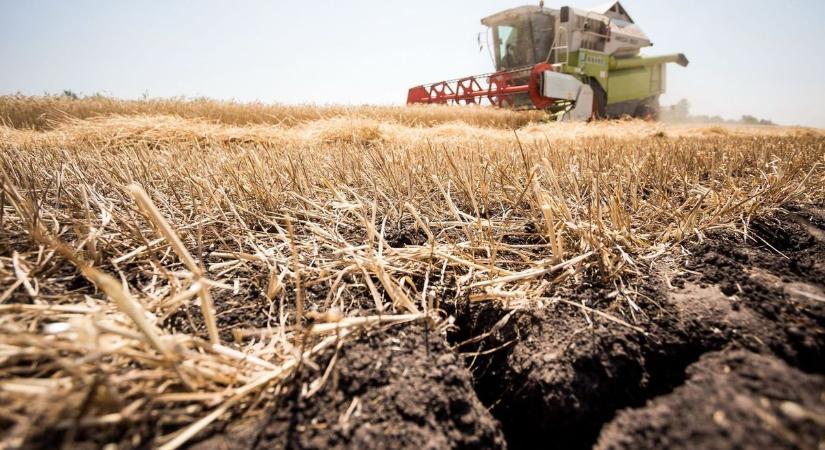 Gyengébb termés a földeken, visszaesett a búza és a kukorica hozama Bács-Kiskunban