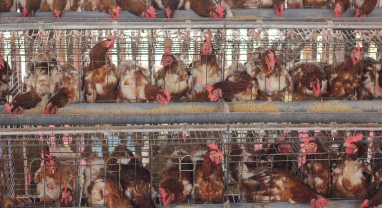 Digitális diktatúra épül? A titkosítás gyengítése rendszerszintű hiba lehet