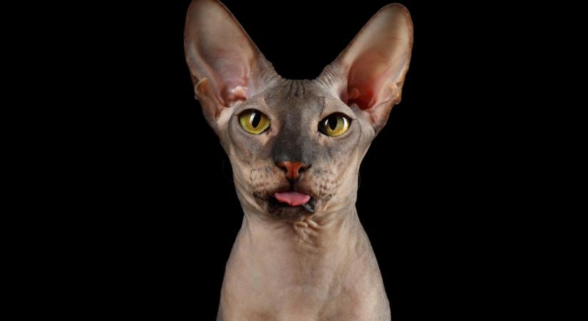 5 érzékenyebb macskafajta: őket a hidegtől is jobban kell óvni