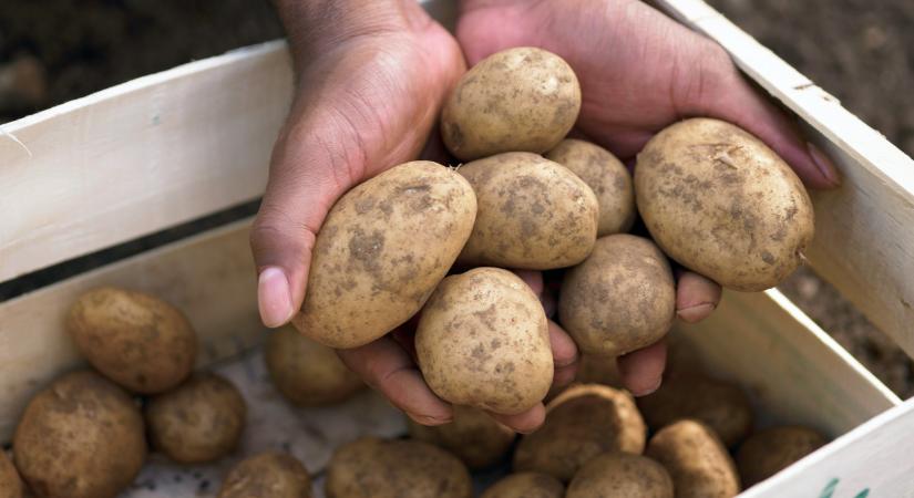 Kész, vége? Tényleg eltűnhet sok magyar kedvenc zöldsége?