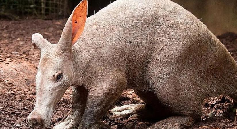 Automatikusan megkeresi és kijavítja a bugokat az OpenAI új mesterséges intelligenciája