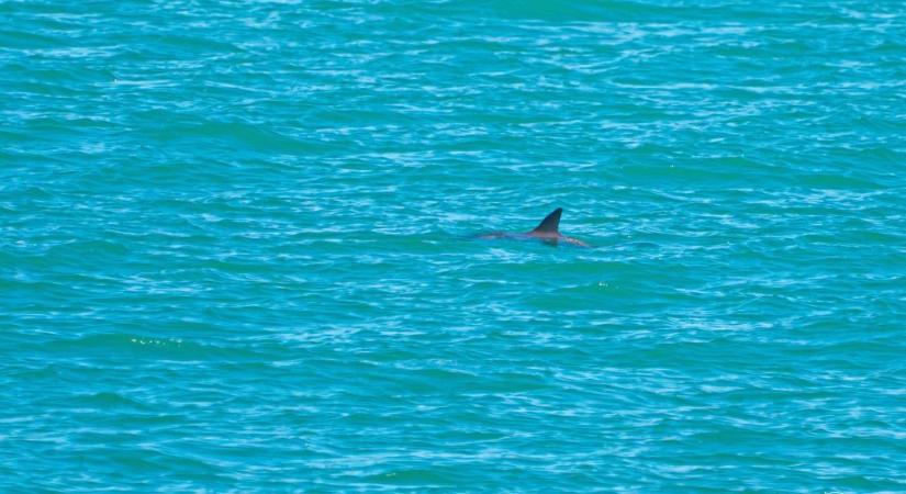 Úgy tűnik, szaporodik a világ legveszélyeztetettebb cetféléje