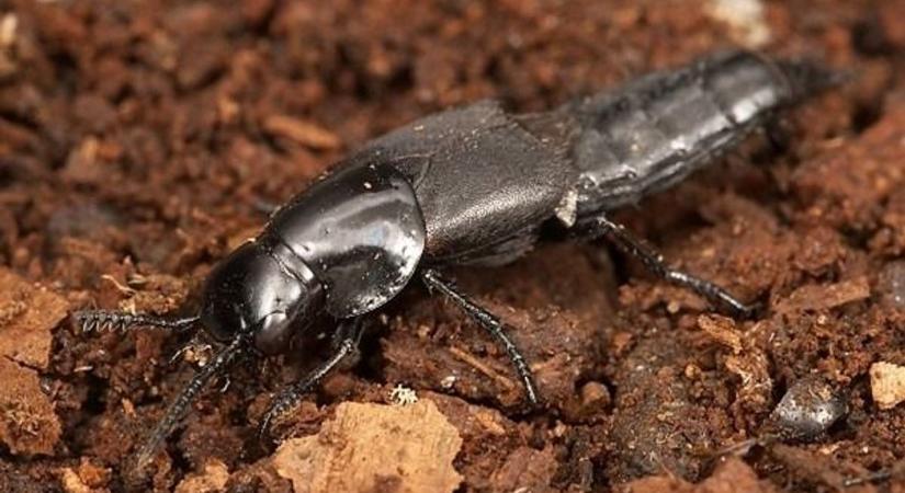 Ez a somogyi erdőben is honos faj akár 50 000 forintot is érhet – ritkaságok, amikkel jobb vigyázni