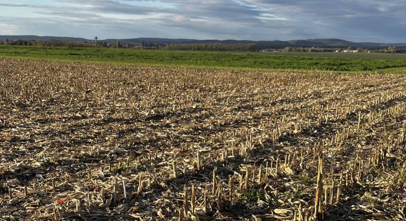 Szántóföldi növényvédelmi előrejelzés: végre csírázik az őszi vetés